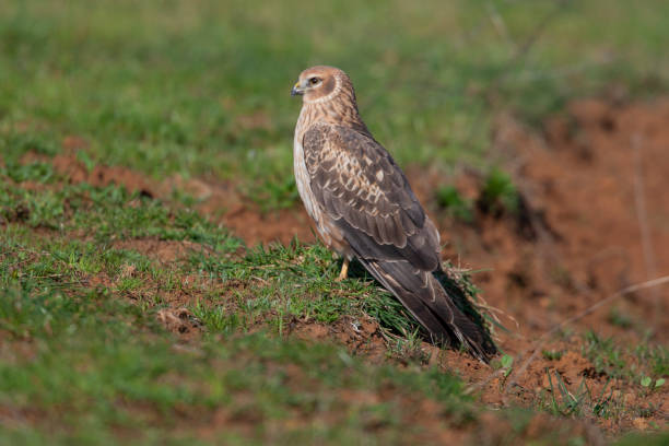 Hen Harrier Birds Animal Hen Harrier Birds Animal çim stock pictures, royalty-free photos & images