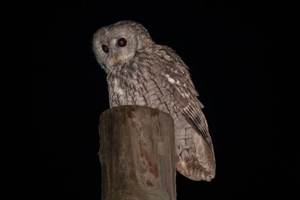 istock Tawny Owl Birds 1129615627