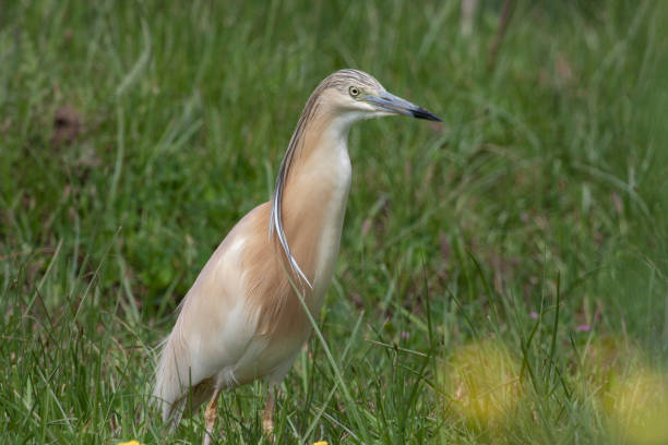 istock Squacco Heron Birds Animal 1129616013