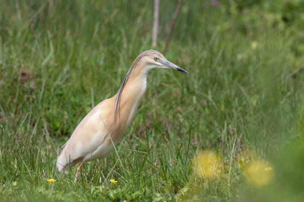 istock Squacco Heron Birds Animal 1129616043