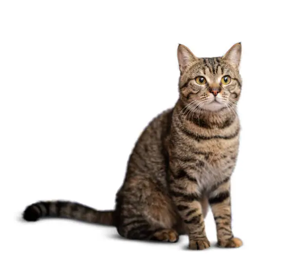 Portrait of beautiful grey cat isolated on white background