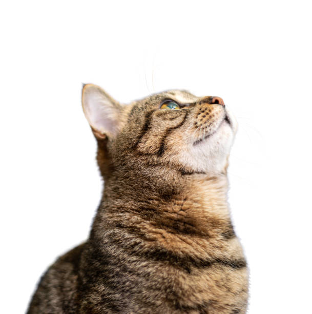istock Portrait of beautiful grey cat on white background 1129616445