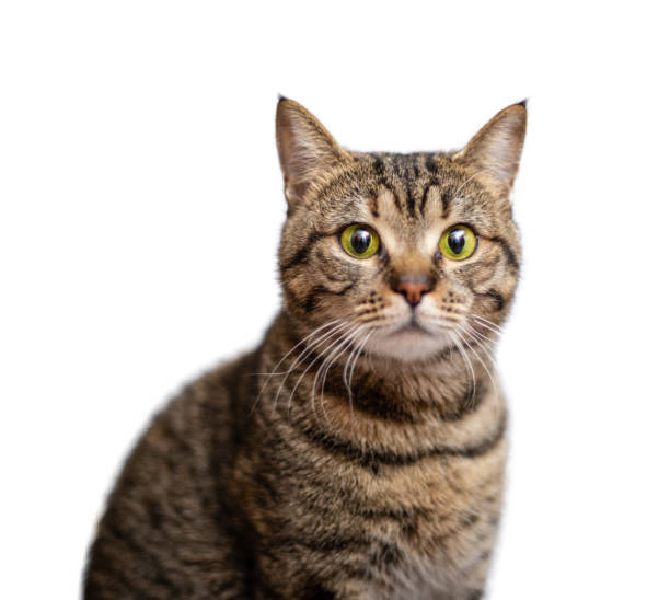 istock Portrait of beautiful grey cat on white background 1129616446