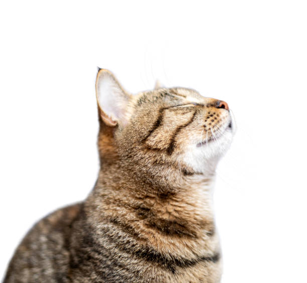 istock Portrait of beautiful grey cat on white background 1129616467