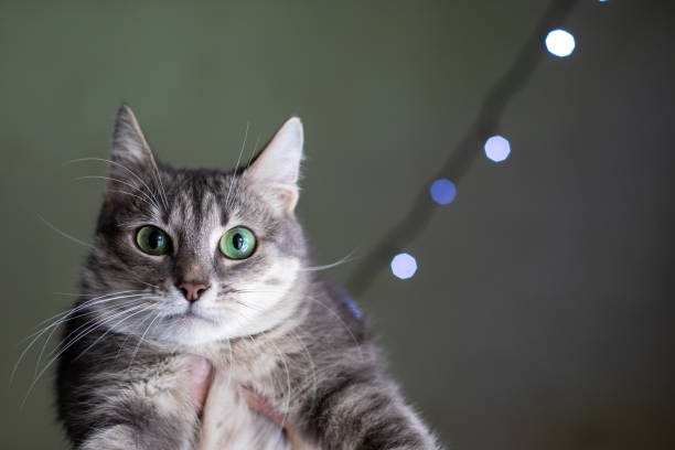 istock Funny cat with green eyes 1129616470