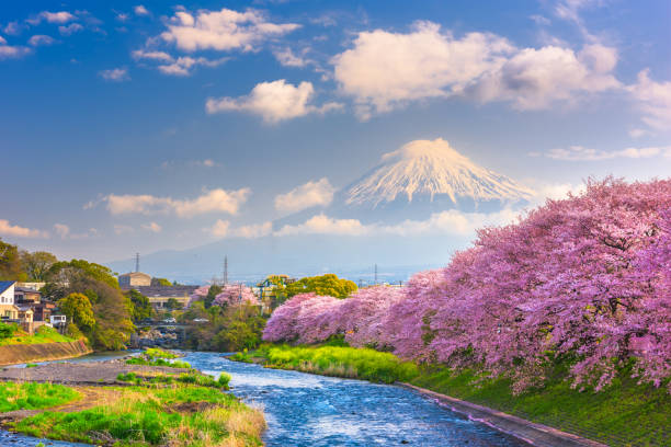 istock Mt. Fuji, Japan spring landscape. 1129620391