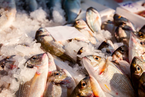 istock Fresh Dorado fish on Ice at outdoor fish flea market 1129620522