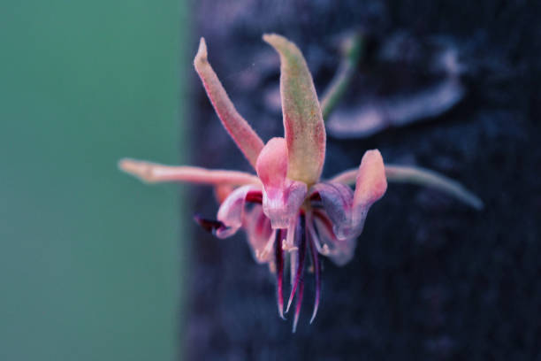 Cacao flower in farm.