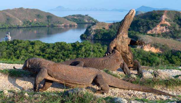 istock Komodo dragons. Scientific name: Varanus komodoensis. 1129621650