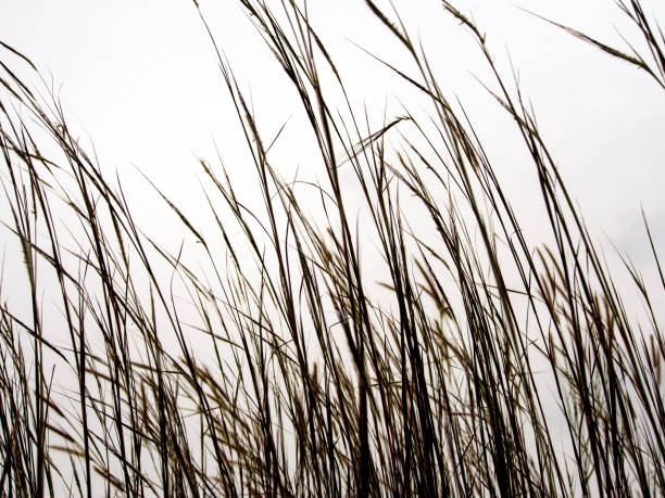 istock Dried stalk of grass and clear evening sky 1129621766