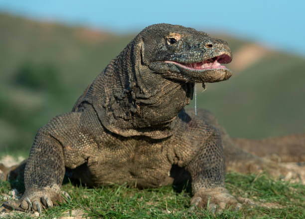istock The Komodo dragon raised the head 1129623712