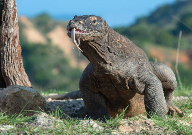 Komodo dragon sniffs the air with his forked tongue. Scientific name: Varanus komodoensis. Biggest in the world living lizard in natural habitat. Island Rinca.
