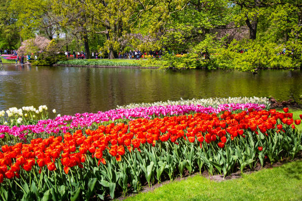 istock Blooming flowers tulips in Netherlands during spring. 1129624250