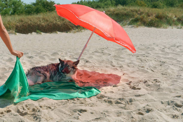 dog on the beach, on the beach under an umbrella stock photo