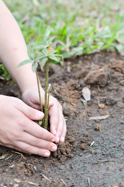 istock World environment day and World Day to Combat Desertification and Drought. Reforestation eco bio arbor ecosystems reforestation concept. Child's hands growing seeding plant,natural ecology concept 1129625001