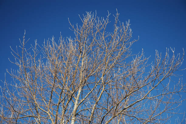 Looking up at the bare branches of a tree in winter set against a clear blue sky in England.