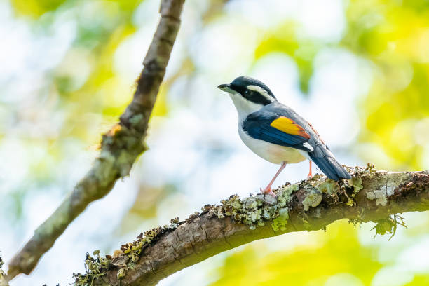 istock Very cute Blyth's Shrike-Babbler perching on a perch 1129630106