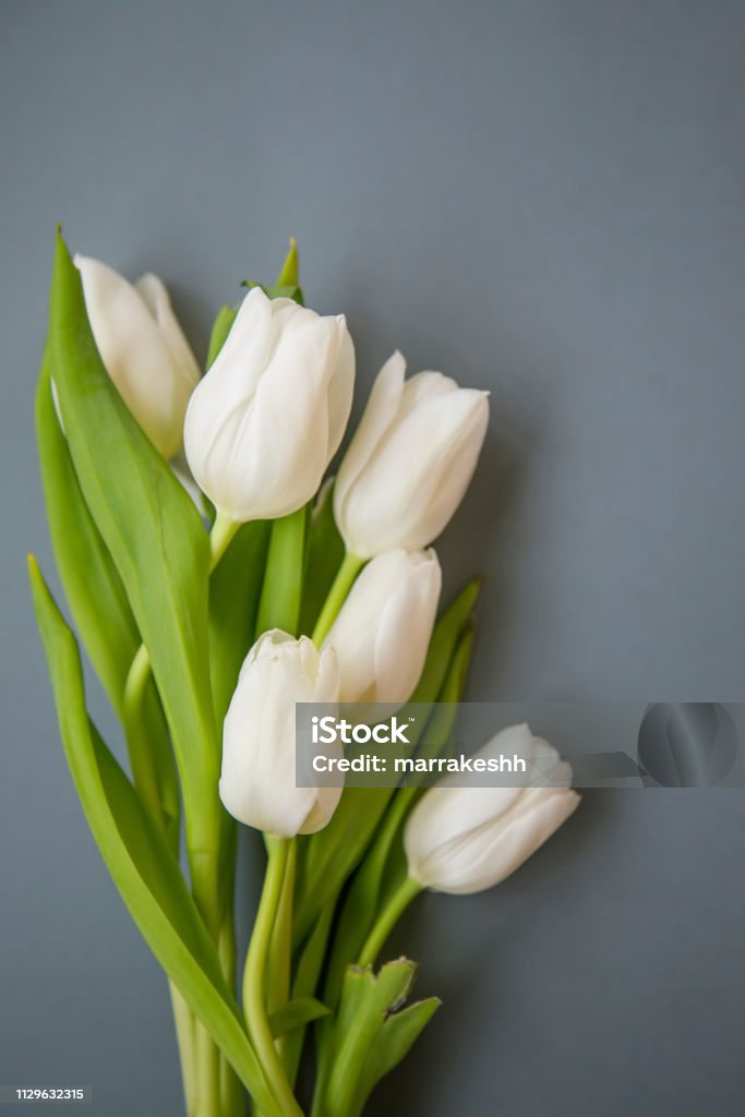 White tulips bouquet spring flowers on grey background still life, spring flowers Tulip Stock Photo