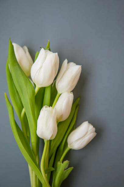 White tulips bouquet spring flowers on grey background still life, spring flowers White tulips bouquet spring flowers on grey background still life, spring flowers white tulips stock pictures, royalty-free photos & images