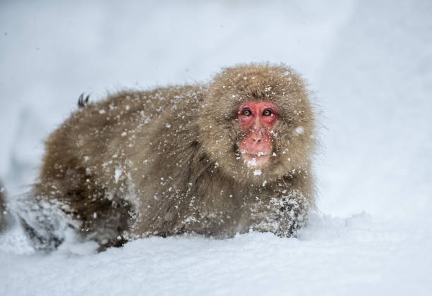 istock Japanese macaque on the snow. 1129634001