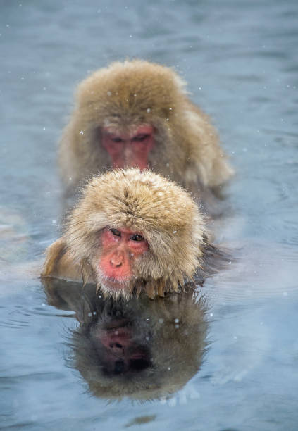 istock Japanese macaques in the water 1129634287