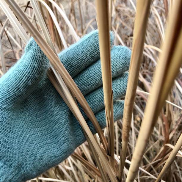 istock Winter Gardening Hand with Glove 1129635540