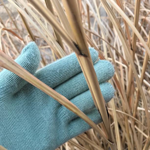 istock Winter Gardening Hand with Glove 1129635567