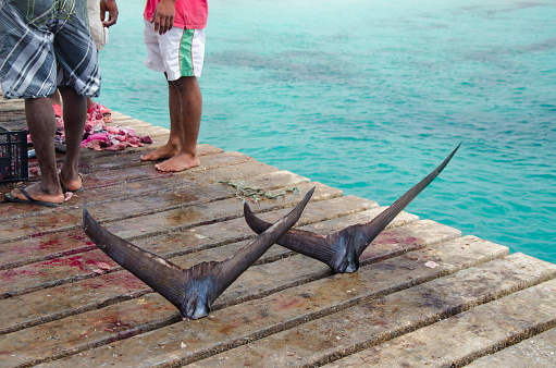On the pier of Santa Maria, fishermen sell the day's catch. Only a couple of blue marlin tails are left to tell the tale.