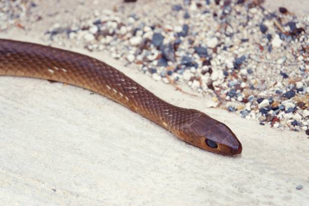 istock Death snake died close up on Concrete Floor 1129637263
