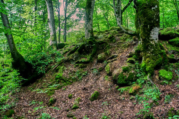 istock Emerald summer forest on the mountainside. Tree roots and stones covered with green moss 1129637300