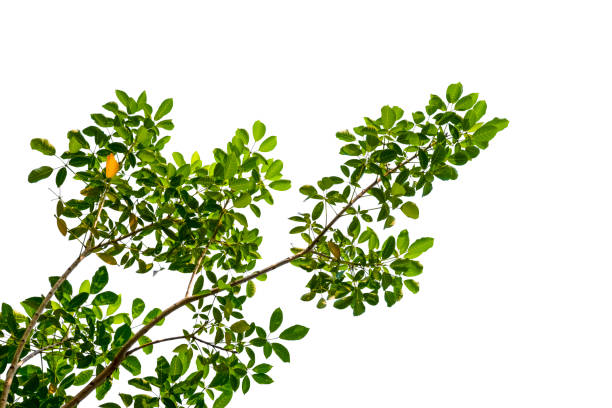 Isolated of beautiful tree branch with colorful leaf on white background. Clipping path and copy space- Image.