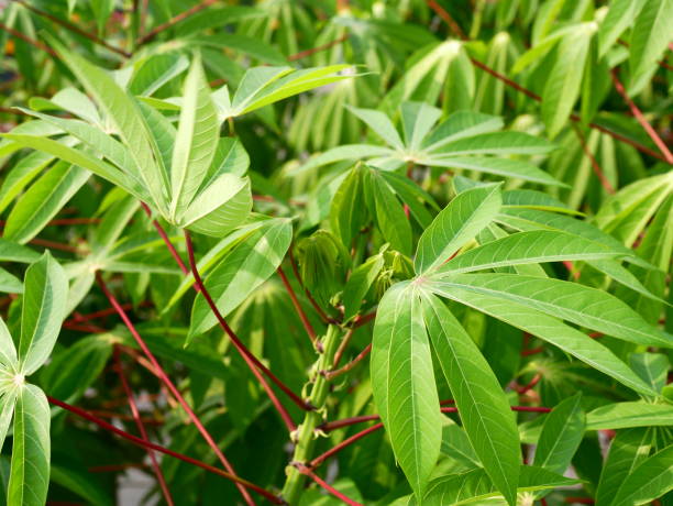 Cassava, Agricultural Field, Farm, Food, Thailand