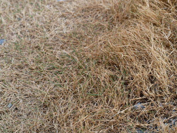 istock Dry grass background, Dry yellow hay 1129638362