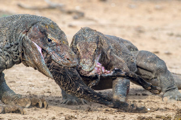 istock The Komodo dragons tore prey. 1129638902