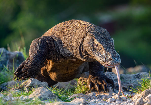 istock Komodo dragon sniffs the air with his forked tongue 1129638925