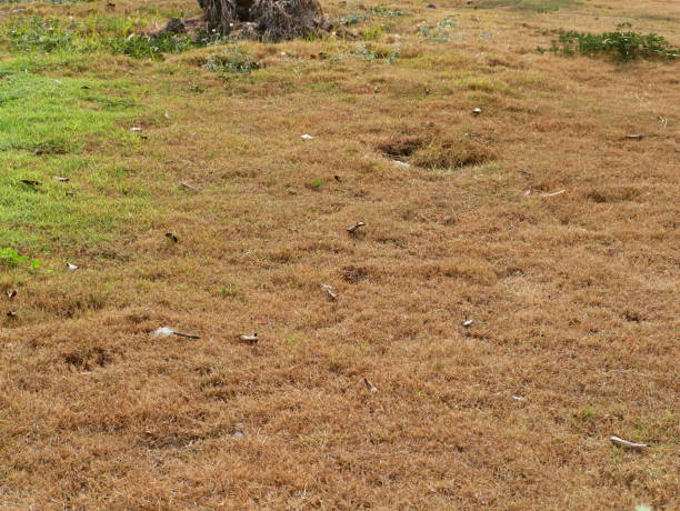 istock Pile of dry grass on the field 1129639170