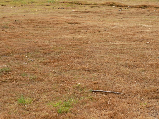 istock Dead grass on brown lawn, drought, hot dry summer weather 1129639197