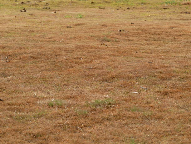 istock Pile of dry grass on the field 1129639216
