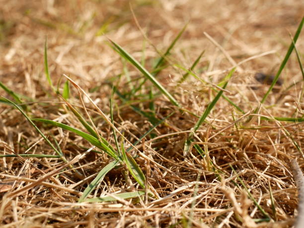 新鮮な緑の芝生と茶色の乾燥草 - lawn mottled grass dead plant ストックフォトと画像