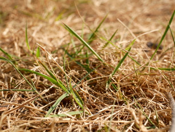 istock Fresh green grass and brown dry grass 1129639346