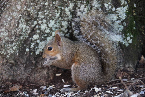 graue eichhörnchen - 16318 stock-fotos und bilder