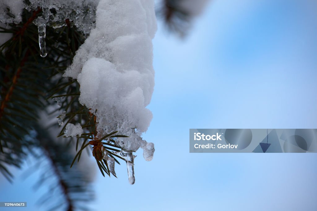 Forest icicles spring season Blue Stock Photo