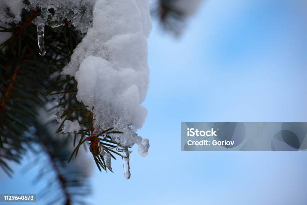 Forest Icicles Spring Season Stock Photo - Download Image Now - Blue, Blurred Motion, Cold Temperature