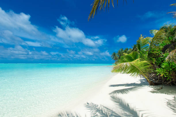 istock tropical Maldives island with white sandy beach and sea 1129641824