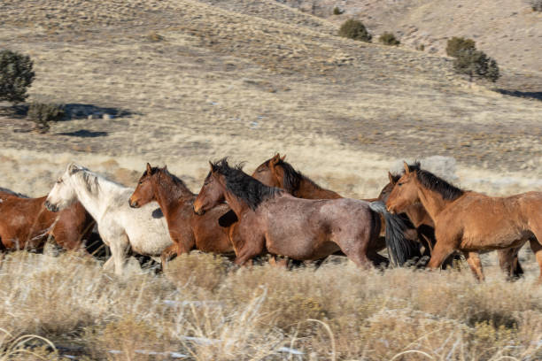 istock Herd of Wild Horses 1129642438