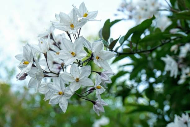 istock Beautiful flowets - grows in California 1129646305