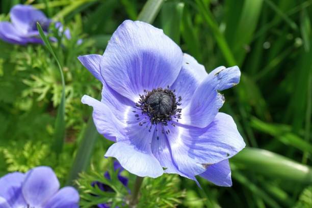 istock Blue purple poppy - california 1129646324