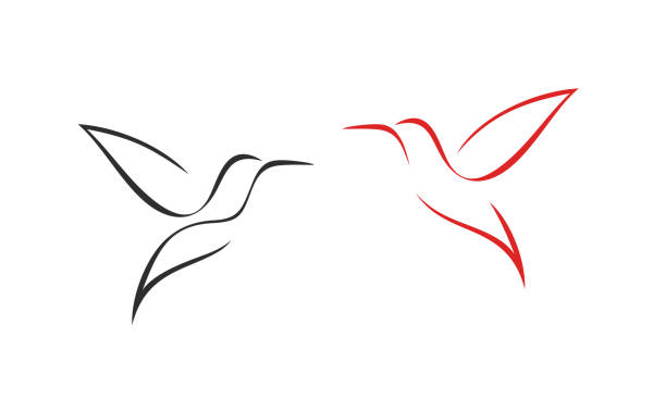 Hummingbird logo. Isolated hummingbird on white background. Outline EPS 10. Vector illustration hummingbird stock illustrations
