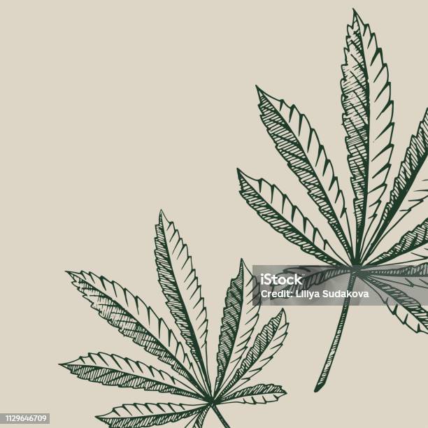 Vector Outline Background Of Hemp Plant On A Beige Square Cannabis Leaves Stock Illustration - Download Image Now