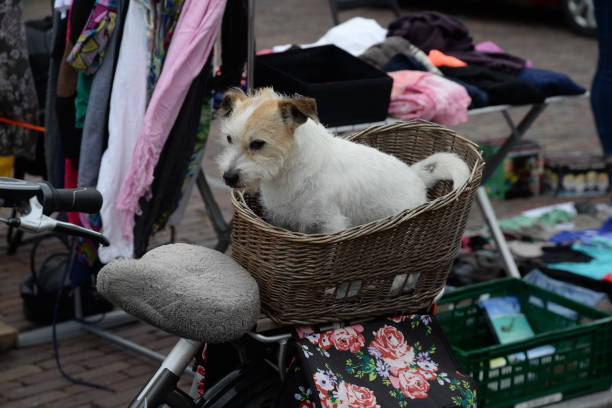 istock Dog in a bicycle basket 1129646775